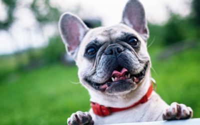 Free Trial Of Trupanion Pet Insurance