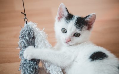 Ways To Keep Your Pet Entertained This Winter