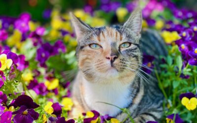 Stay Aware of Pet Emergencies This Spring