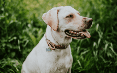 Discover How to Get Ready for Your Pet’s Passing
