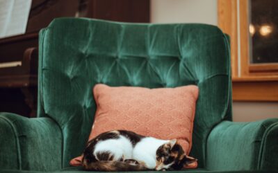 How to Care for Your Arthritic Cat