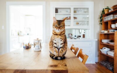 Pets as Carriers: Understanding Zoonotic Diseases and How to Stay Healthy