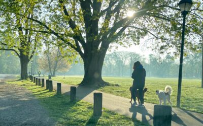 Safe and Sound: 4 Must-Know Tips for Ensuring Dog Park Safety