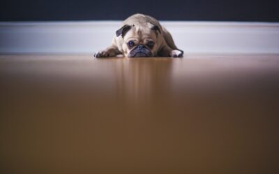 5 Practical Tips to Help Your Pet Cope With Anxiety
