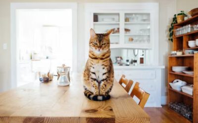 The Therapeutic Benefits of a Cat’s Purr