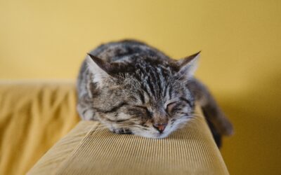 Decoding Urgent Care and Emergency Care: A Guide for Pet Owners