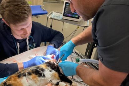 Pet-Orthopedics