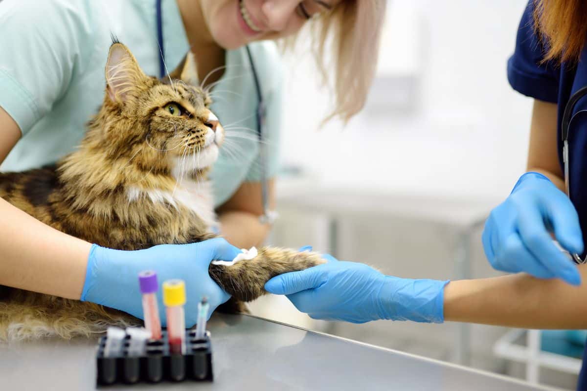 bloodwork for a tabby cat