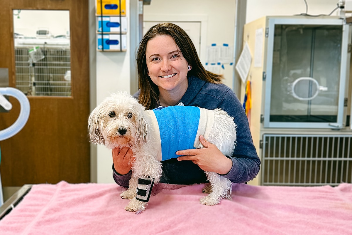 A veterinarian and a small white dog with a wrap around it's belly