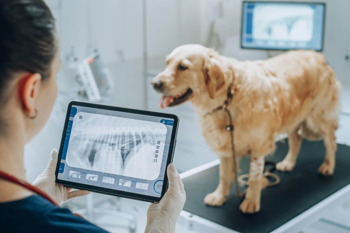 A vet checking a dog's x-ray on a tablet