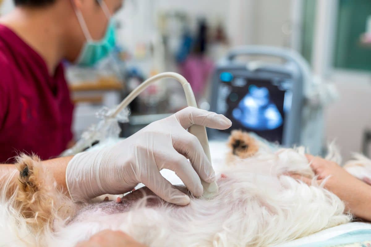 A vet giving a small dog an ultrasound