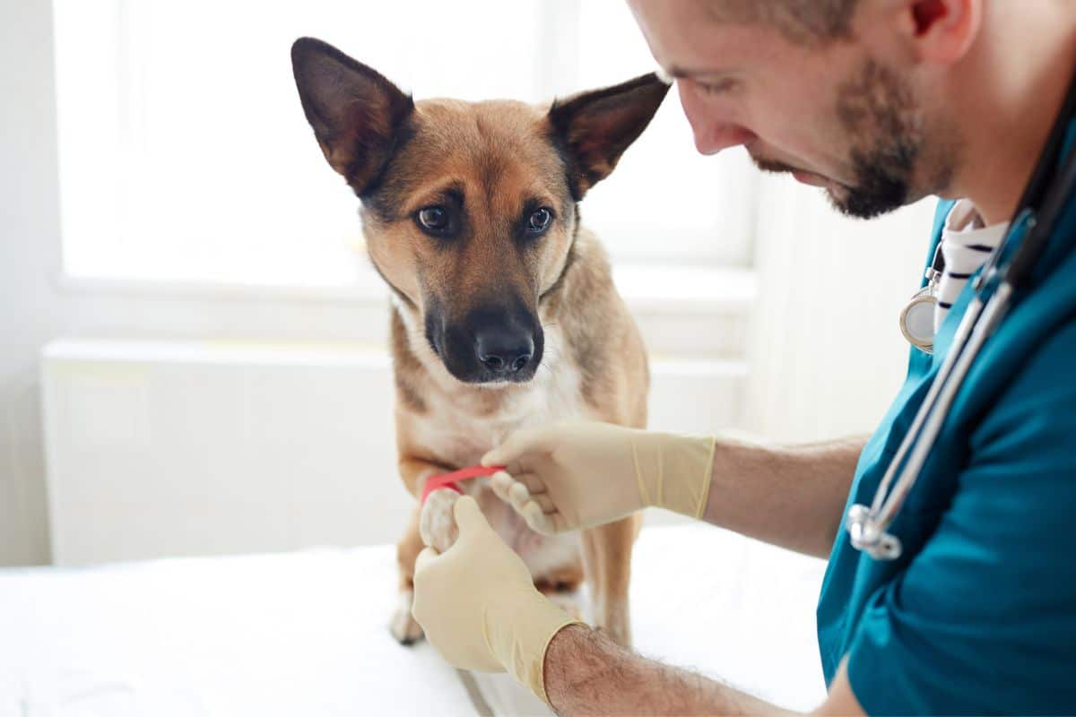 A dog getting a bandage on its paw