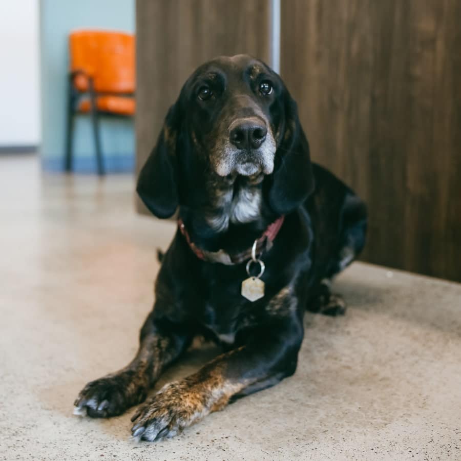 Hound dog lying on floor