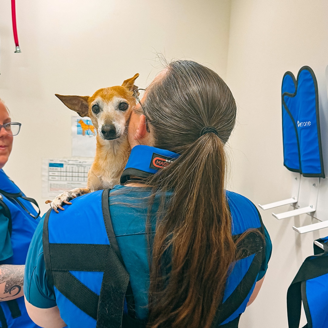 Dog gets medical care