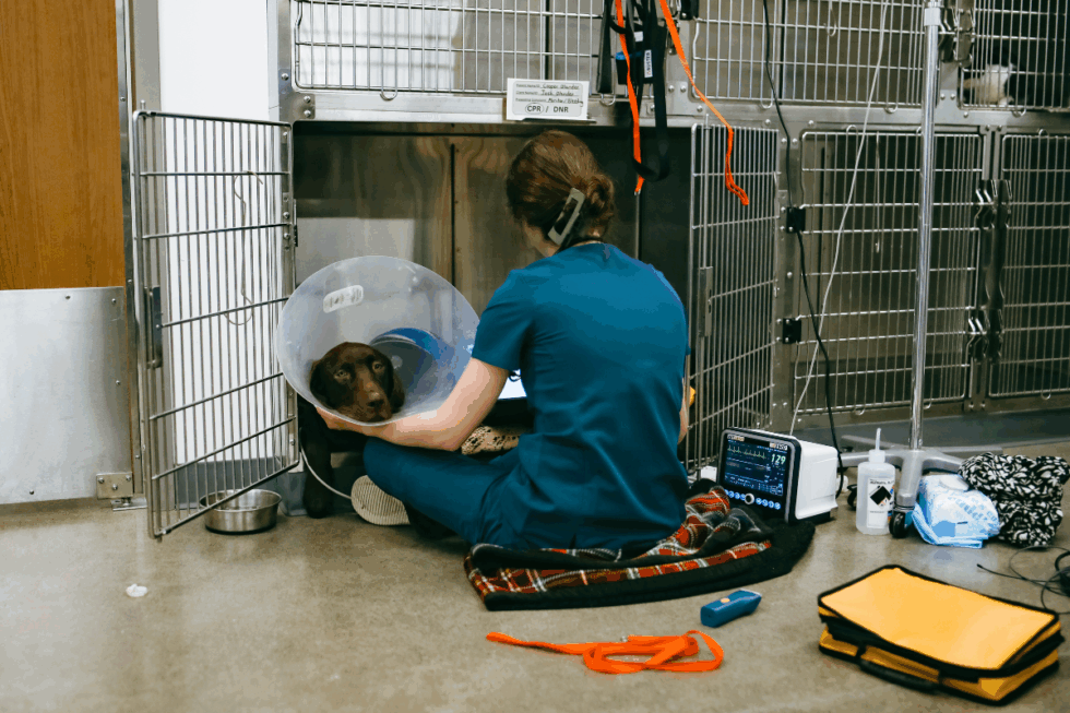 VETERINARY SERVICES IN MOSCOW ID visual data 4