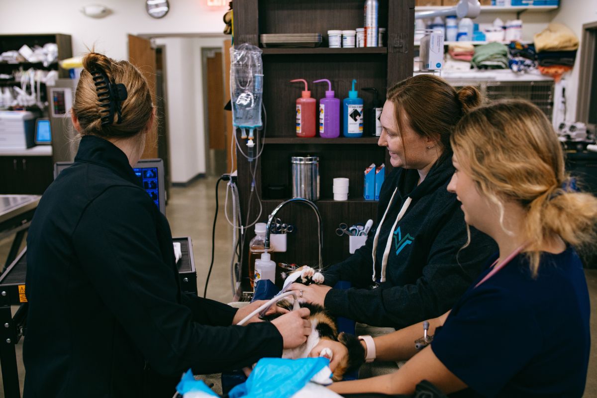 VETERINARY SERVICES IN MOSCOW ID visual data 3